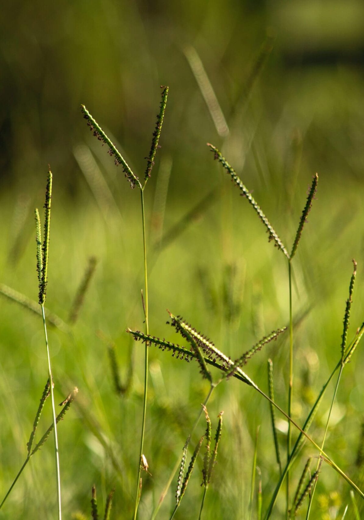 Plant Pest Management in Malvern, PA