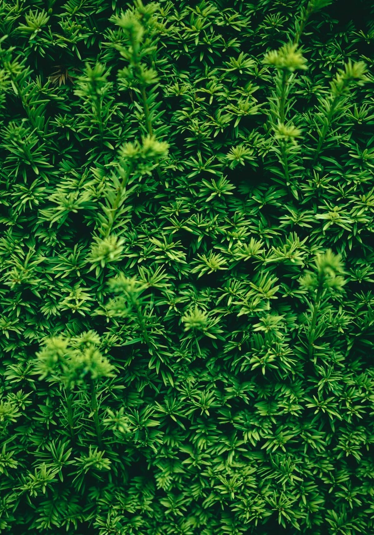 Plant Pest Management in Malvern, PA