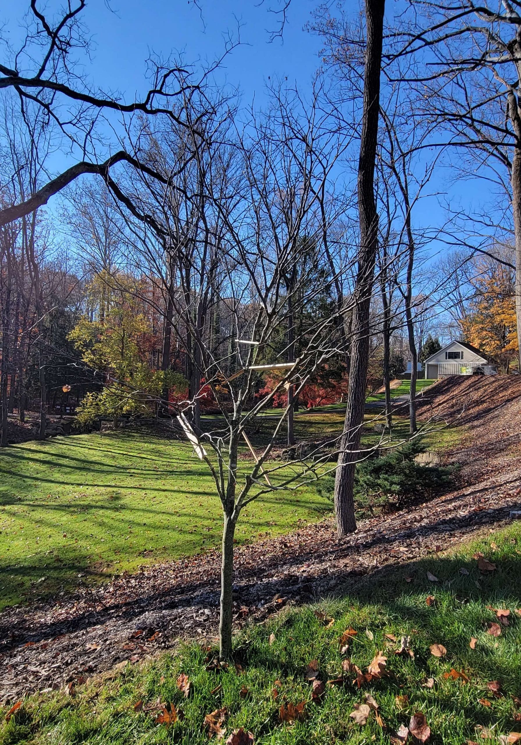 Redbud Pruning Structural After Burkholder Phc