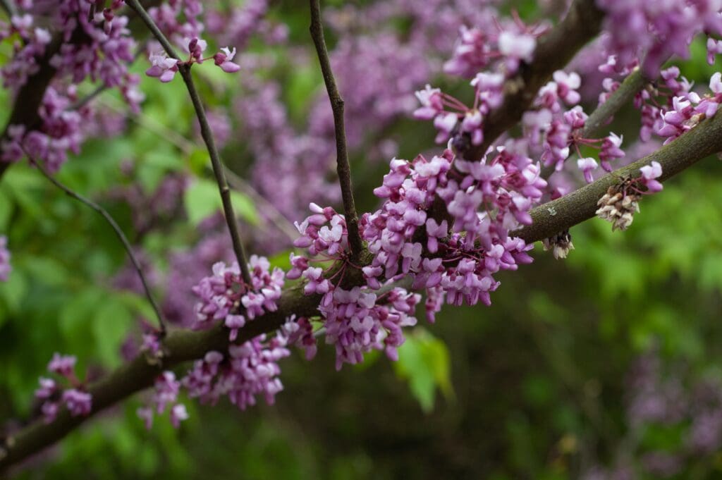 Eastern redbud branch | Eastern redbud plant health care | Burkholder PHC