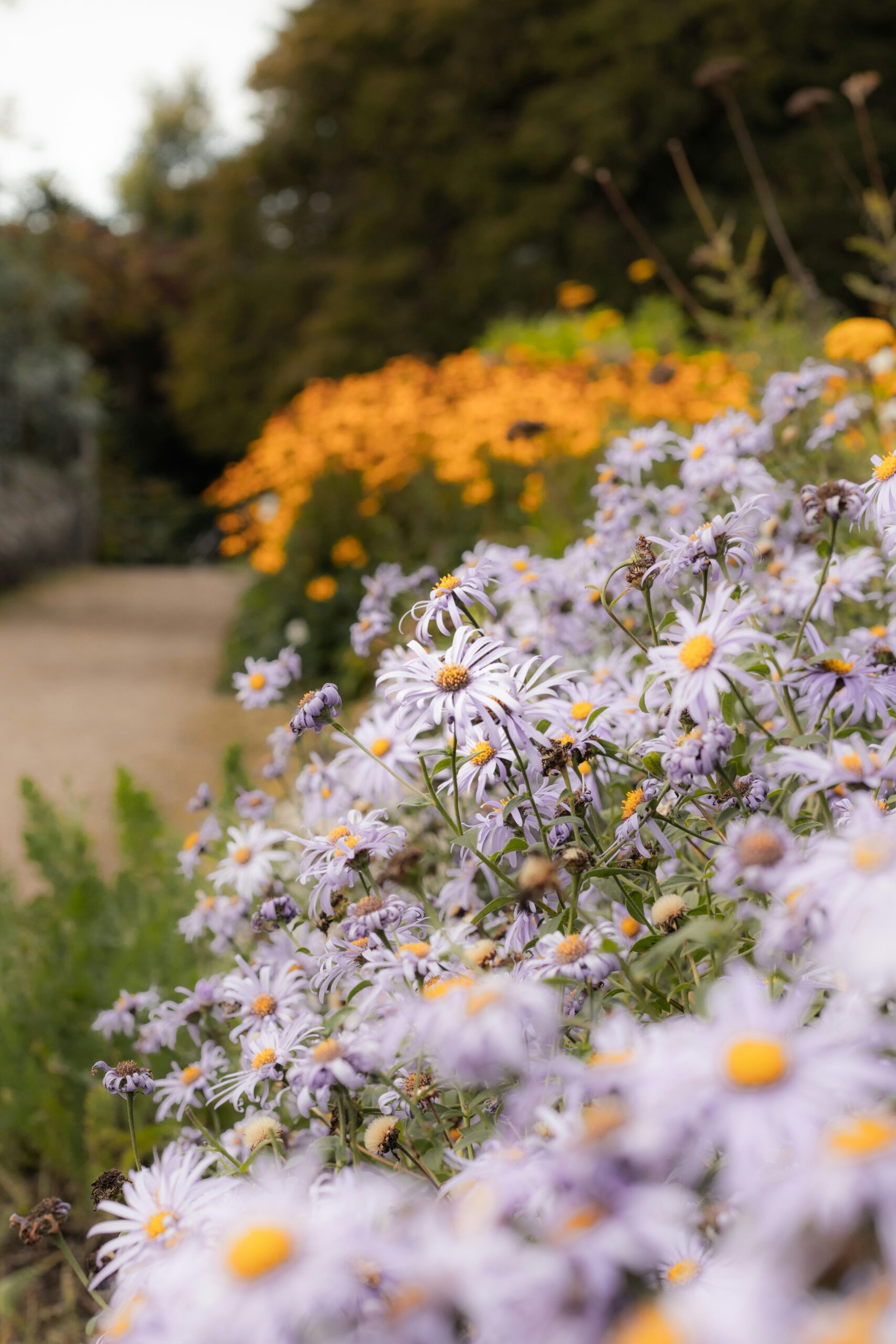 Bright yellow planting - Adding deer resistant color to landscapes - Burkholder Landscape