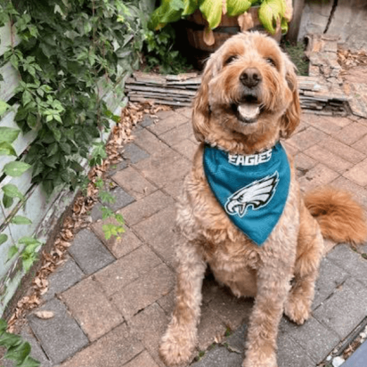 Smiling Dog from Angel's Retreat Rescue - See them at the Burkholder Holiday Market