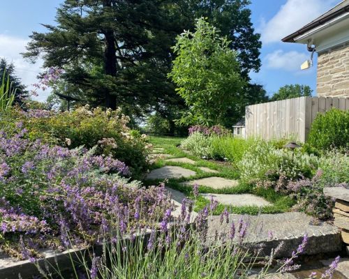 purple plantings along stepstone walkway - investing in landscape design - Burkholder Landscape