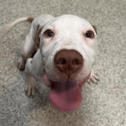 Smiling Dog from Angel's Retreat Rescue - See them at the Burkholder Holiday Market